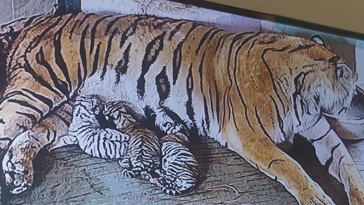 Jaipur News: Nahargarh Biological Park Echoes with Joy as Tigress Rani Gives Birth to Five Cubs