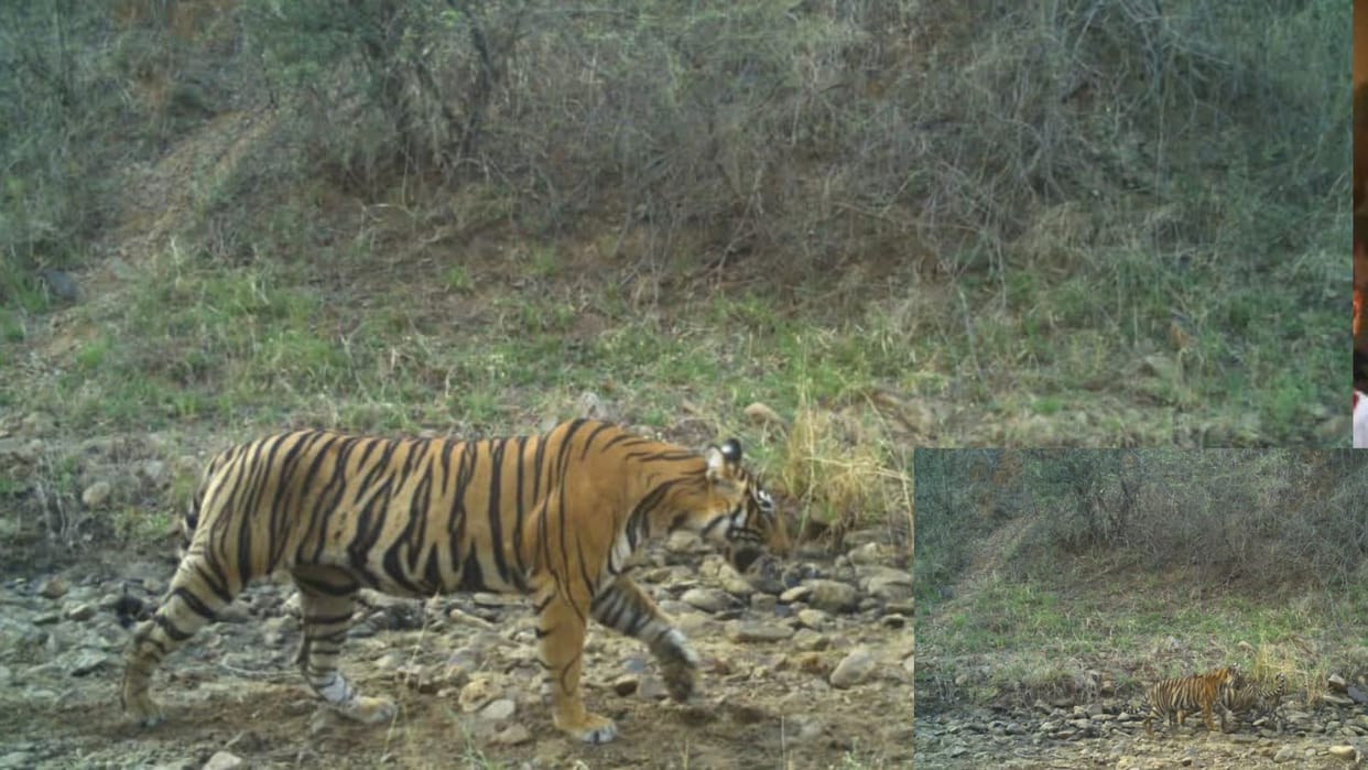 Tigress RBT-2313 gave birth to two cubs in Phalodi range