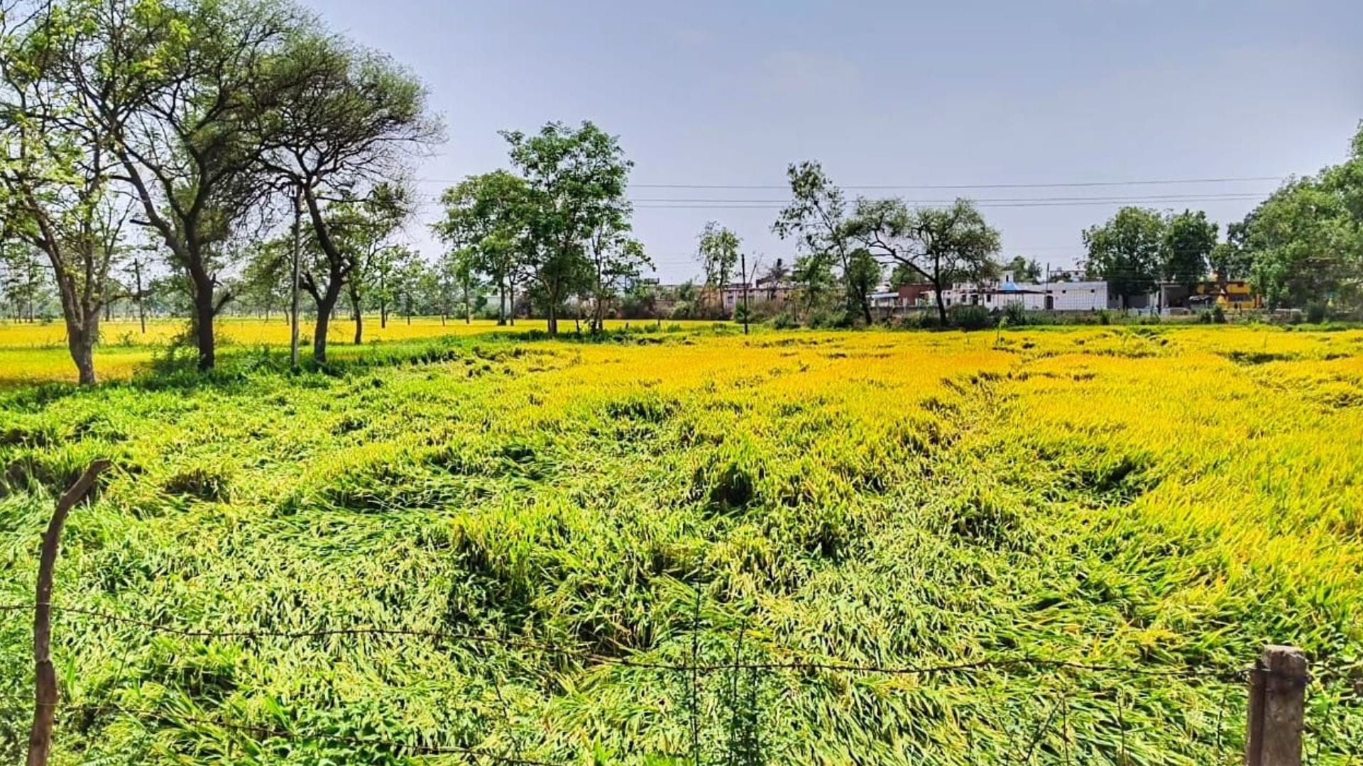 बारिश और आंधी से फसल को नुकसान