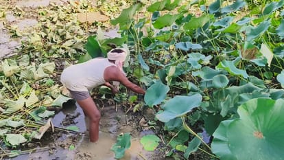 Farmers of Balod are earning profit from Dhansa farming