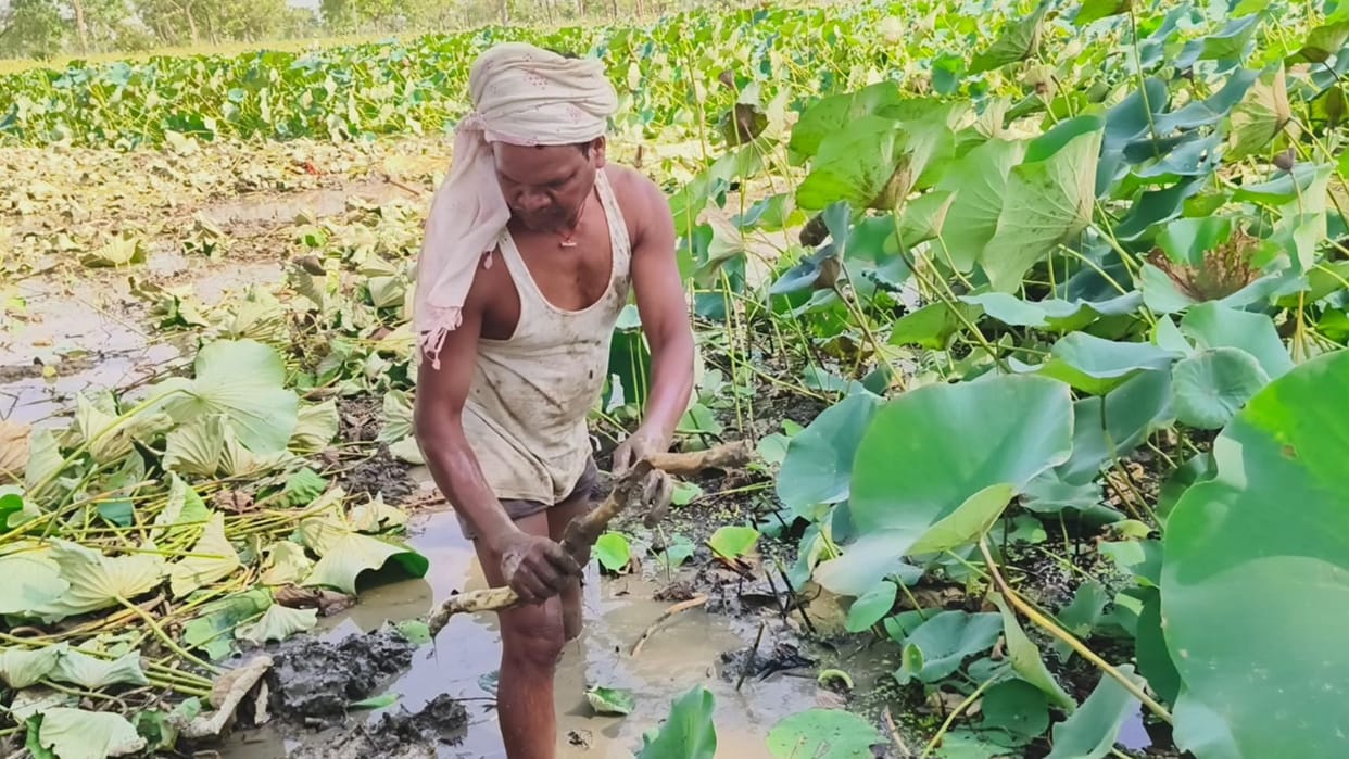 Farmers of Balod are earning profit from Dhansa farming