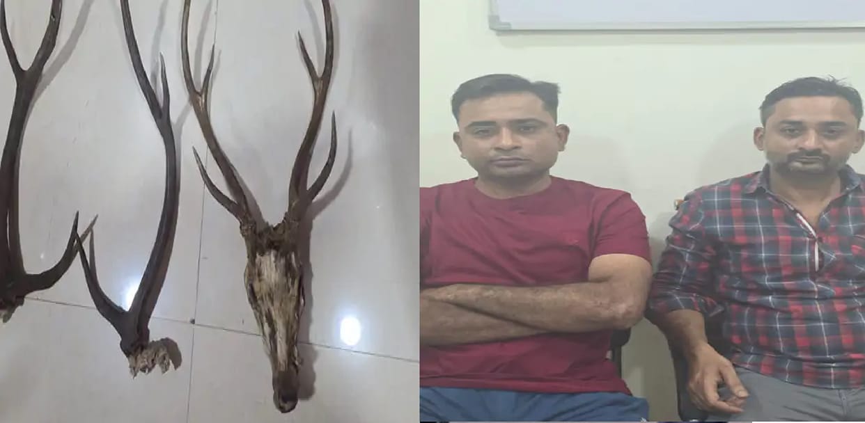 Deer horns and remains were hidden in house, forest department team raided and two hunters arrested in Raipur