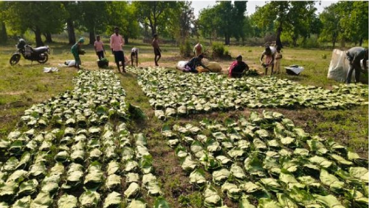 Chhattisgarh: Tendu leaf collection work started in the state, estimated target of 16.72 lakh standard sacks