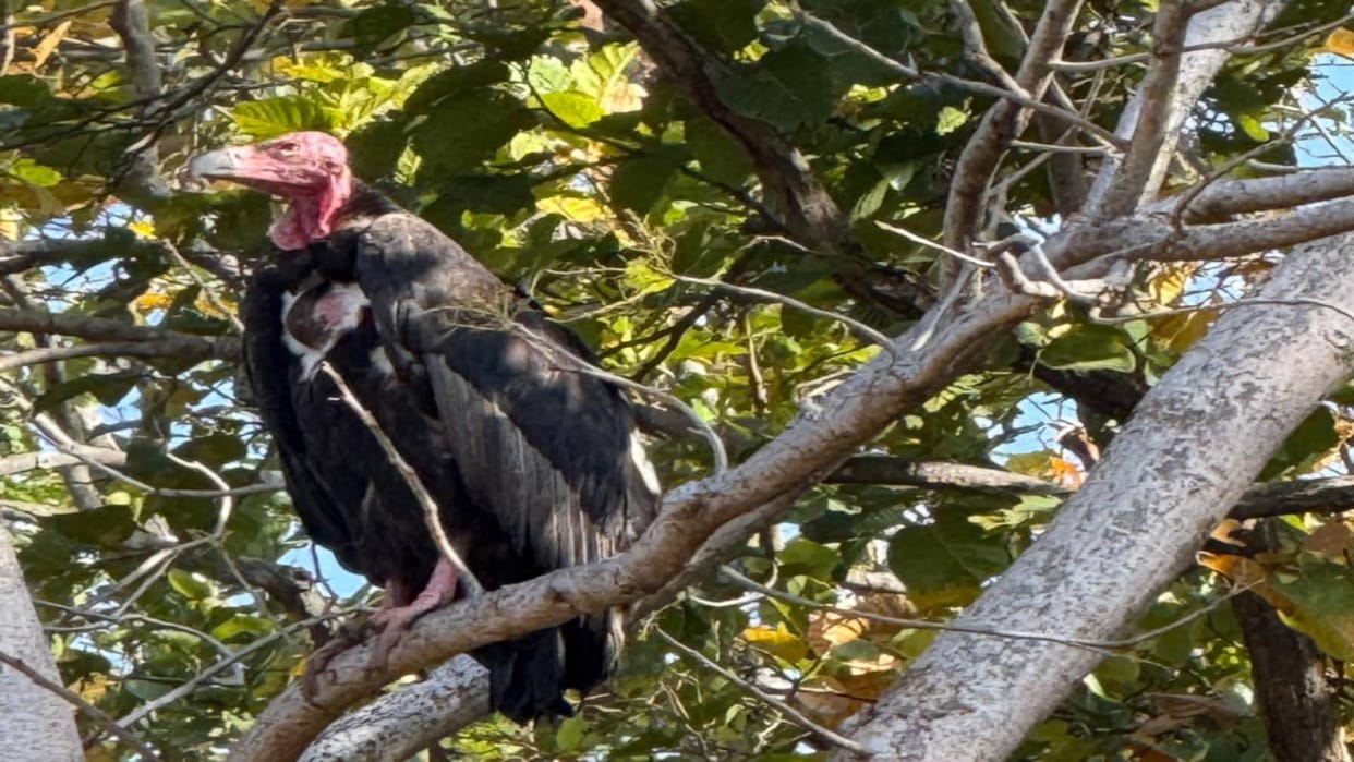 Umaria Bandhavgarh Tiger Reserve becomes positive indicator in summer vulture count 246 vultures 124 nests
