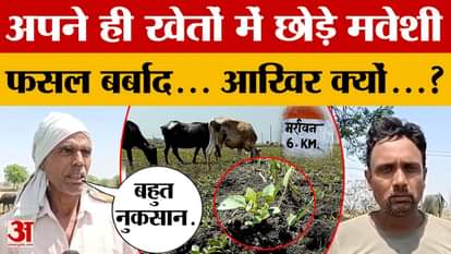 Narsinghpur farmers left their cattle in fields and grazed moong crop