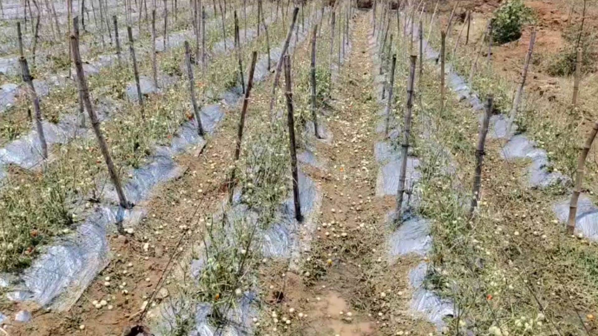 ओलावृष्टि से फसल को नुकसान