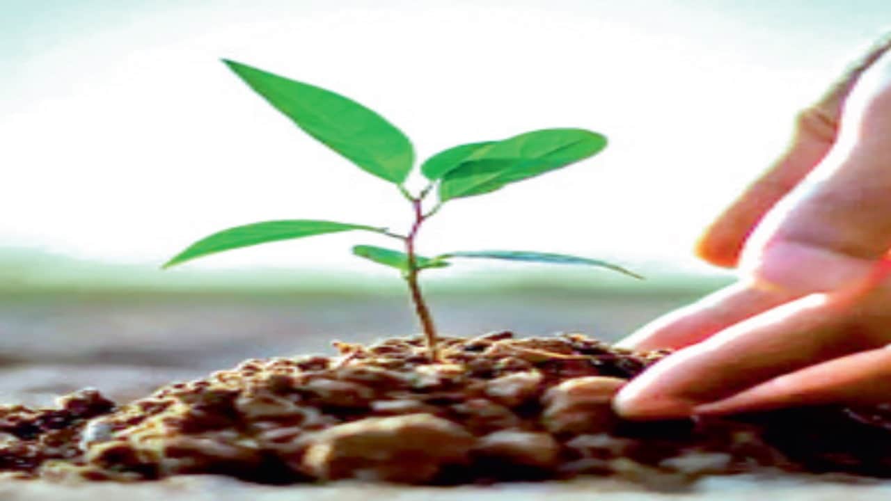 पाैधरोपण।