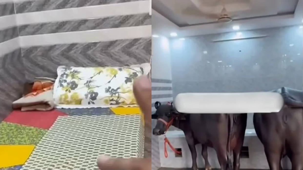 Tiles are installed in the stable and buffaloes are enjoying AC air Video goes viral on Internet