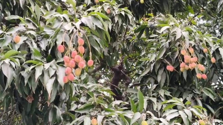 Shahi Litchi: अब शाही लीची महज 10 मिनट में पहुंचेगी आपके घर, संघ और ऑनलाइन डिलीवरी कंपनी के बीच पहल तेज
