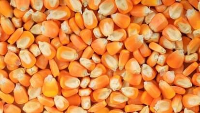 Himachal Maize seed subsidy reduced rate increased by five rupees