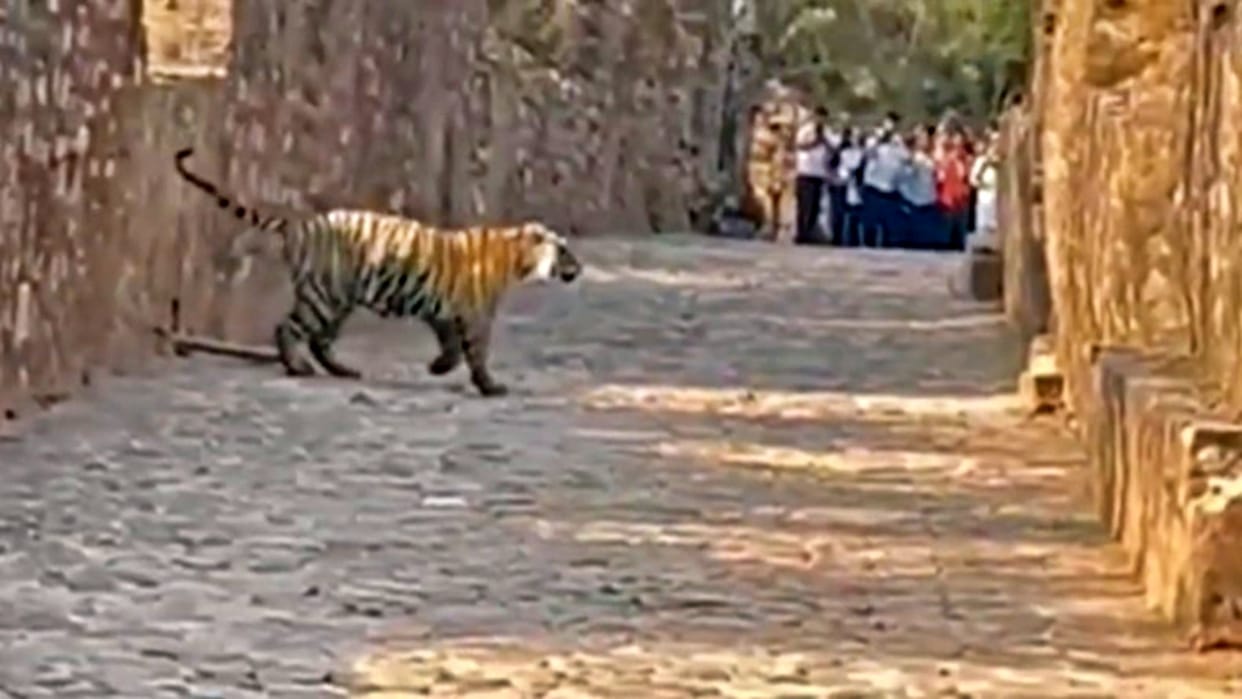 Sawai Madhopur: Fear of tigers on Trinetra Ganesh temple road, devotees safety Forest department claims fail