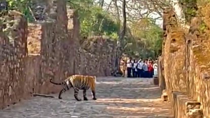 Sawai Madhopur: Fear of tigers on Trinetra Ganesh temple road, devotees safety Forest department claims fail