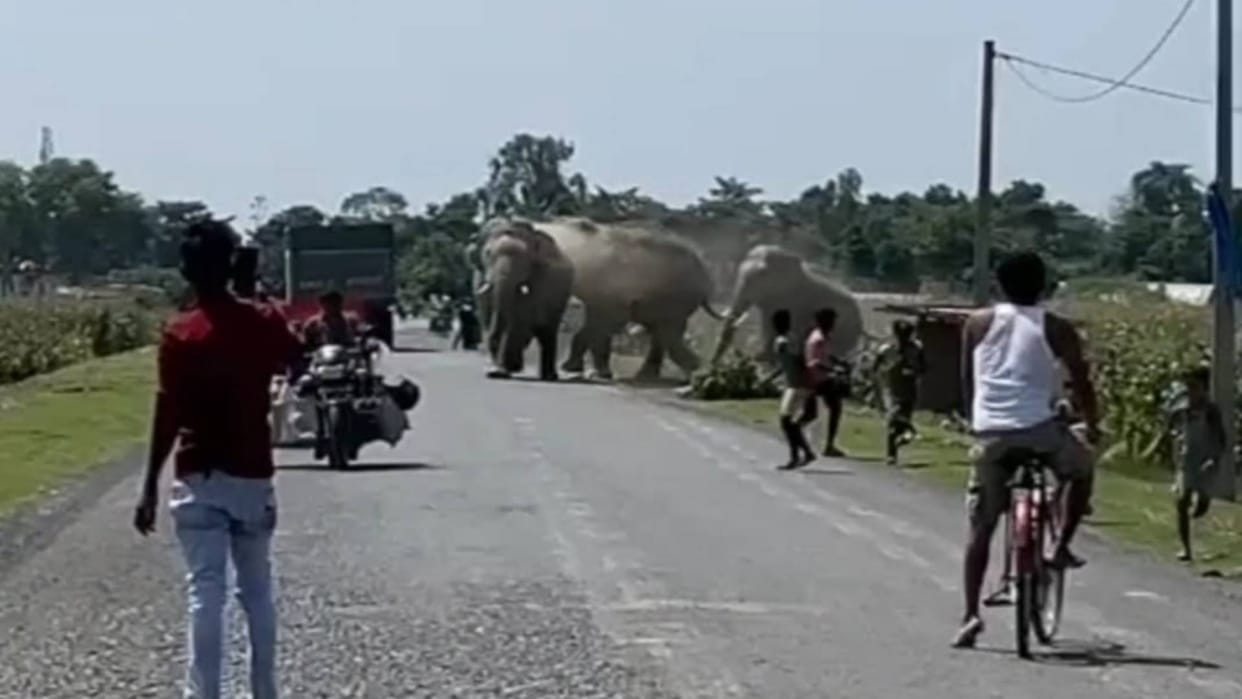 Bihar Terror wild elephants from Nepal in Kishanganj destroyed houses and crops questions on forest department