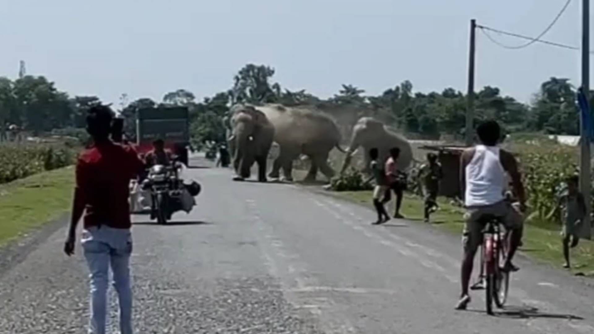 हाथियों को भगाते हुए लोग