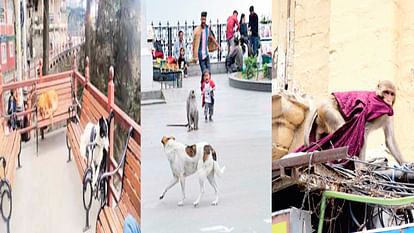 Shimla: आधे शहर में कुत्तों का खाैफ, आधे शहर में बंदरों का उत्पात, बच्चे समेत तीन महिलाएं गंवा चुकीं जान Shimla: Half the city is scared of dogs, half the city is in the grip of monkeys