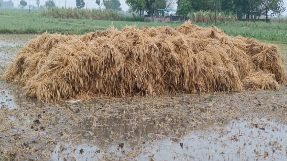 Meerut Weather Update  Today: temperature drops in west UP after rain