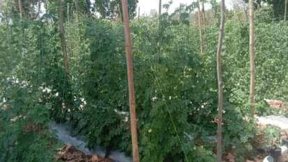 Mathura farmers embrace Israeli tech hi-tech nursery gives 1.25 lakh plants to double farm income