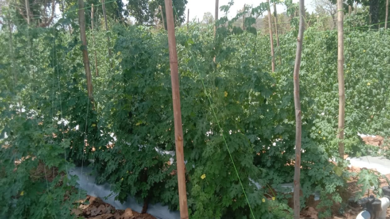 Mathura farmers embrace Israeli tech hi-tech nursery gives 1.25 lakh plants to double farm income