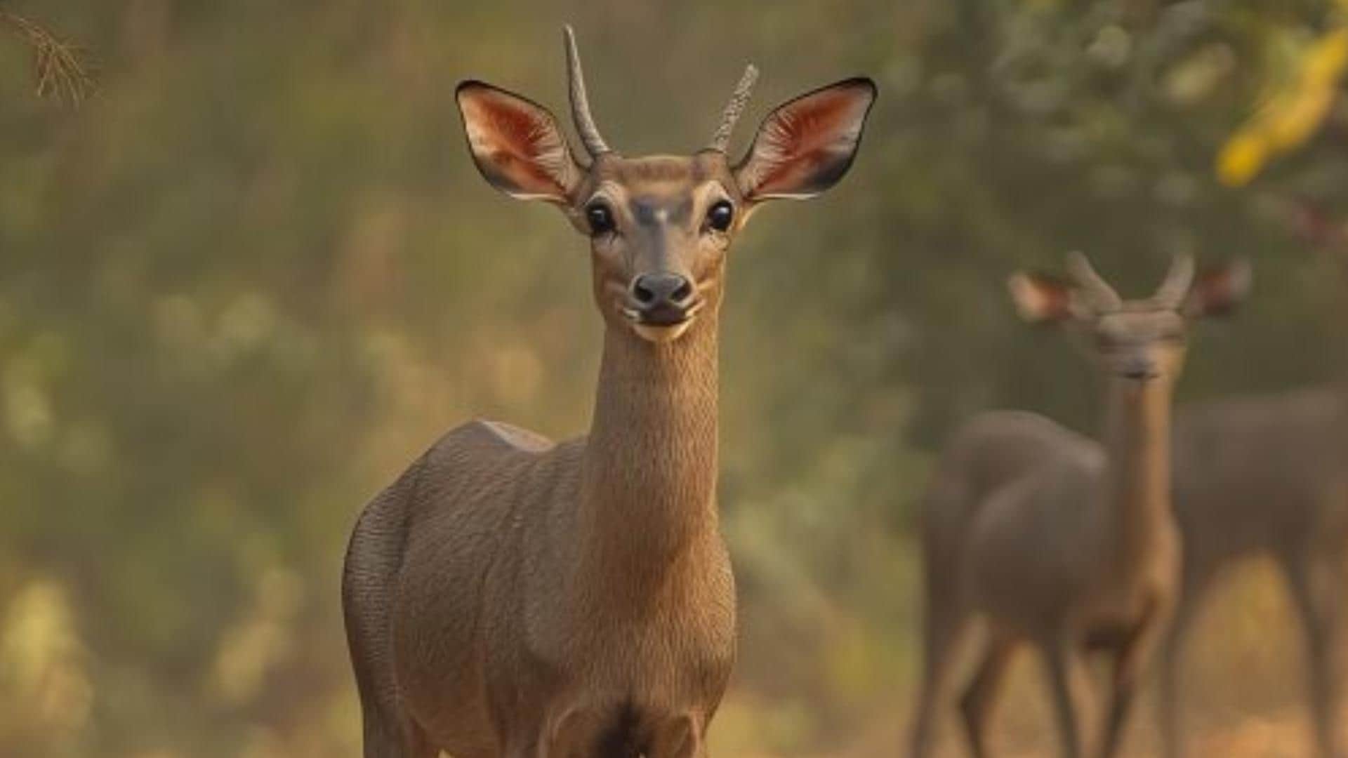 Nilgai Name Facts interesting Facts About Nilgai Know In Hindi neither blue not cow then why it called nilgai