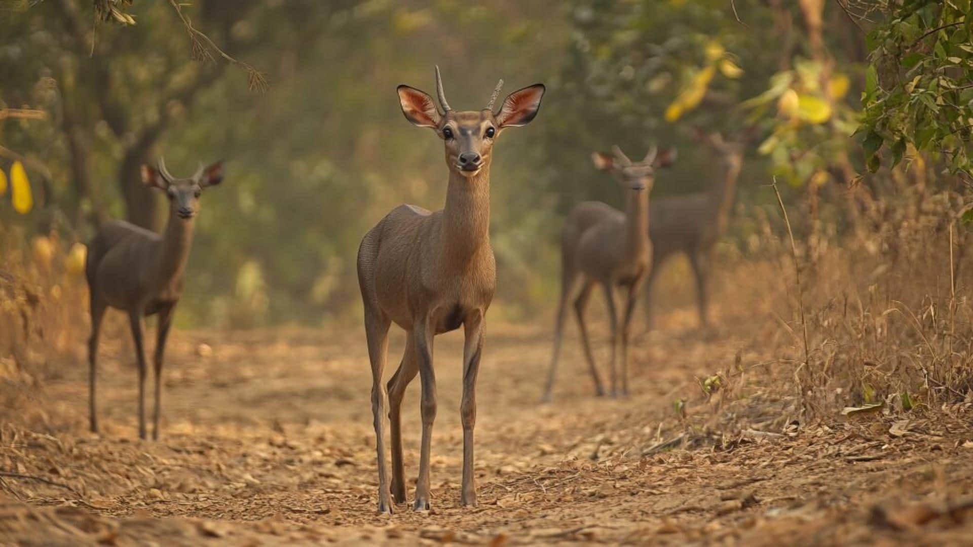 Nilgai Name Facts interesting Facts About Nilgai Know In Hindi neither blue not cow then why it called nilgai