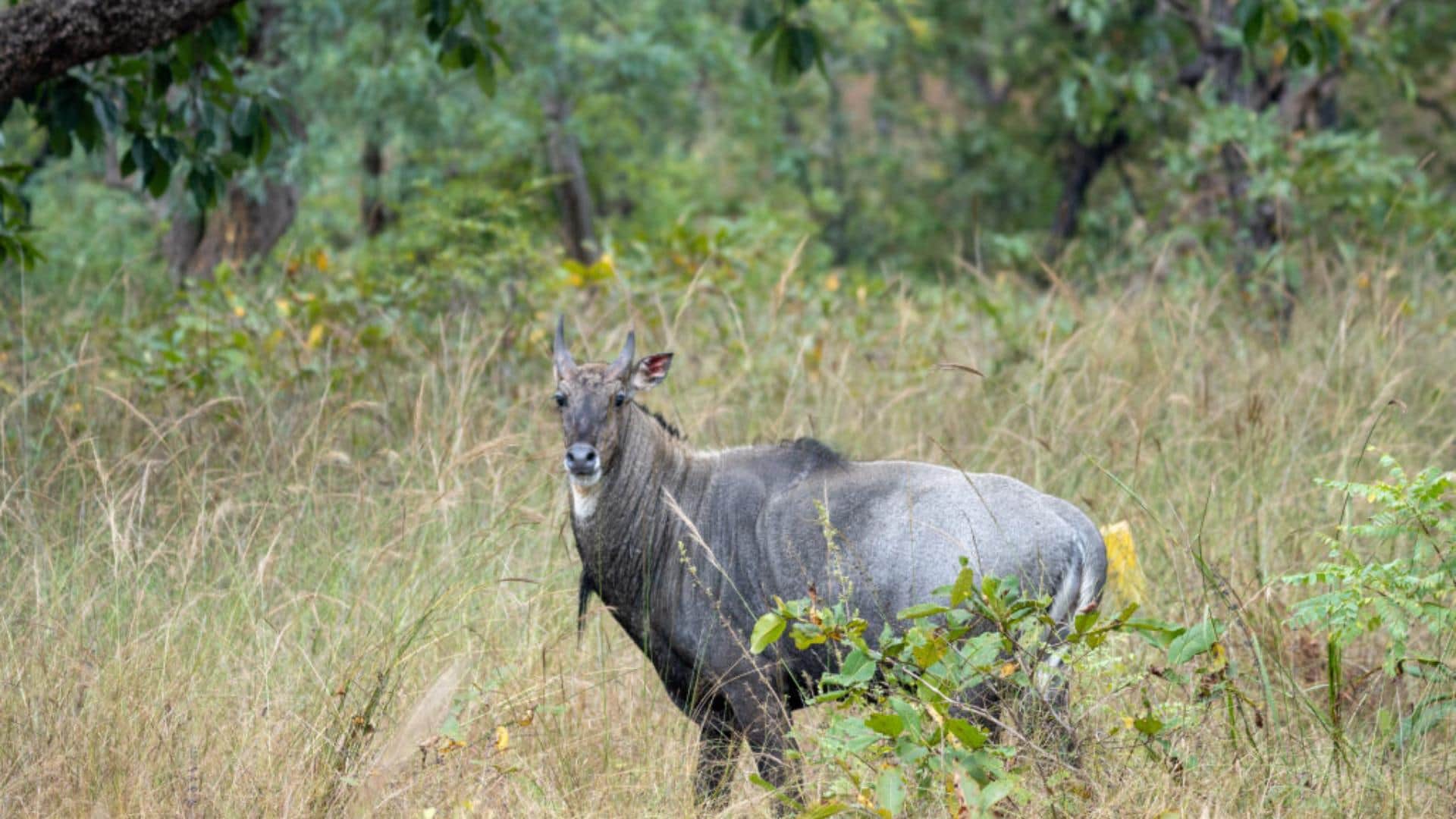 Nilgai Name Facts interesting Facts About Nilgai Know In Hindi neither blue not cow then why it called nilgai