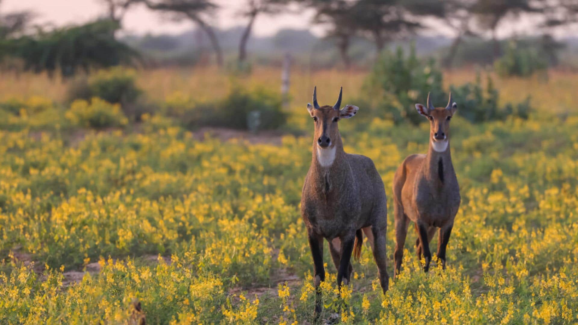 Nilgai Name Facts interesting Facts About Nilgai Know In Hindi neither blue not cow then why it called nilgai