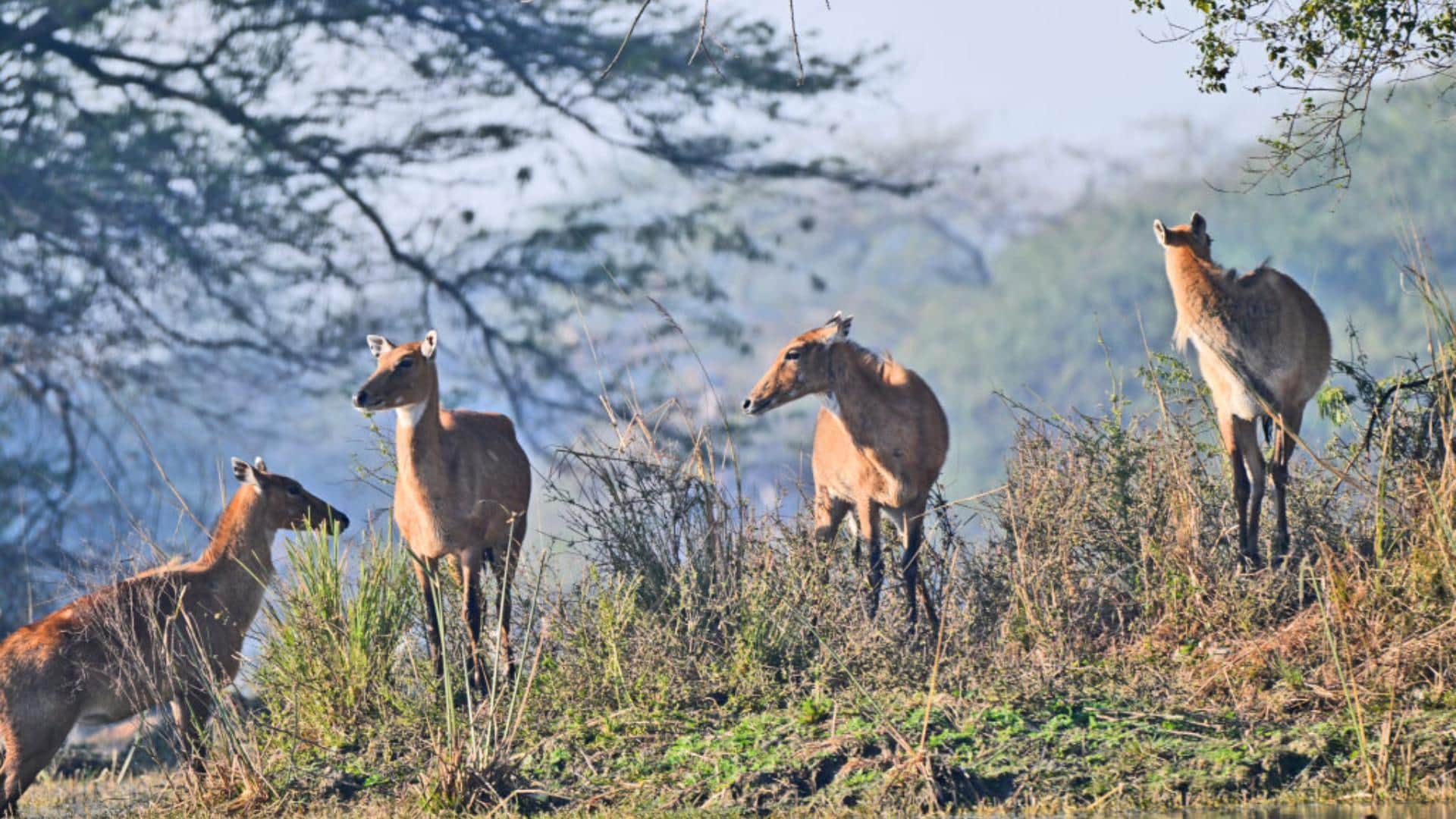 Nilgai Name Facts interesting Facts About Nilgai Know In Hindi neither blue not cow then why it called nilgai