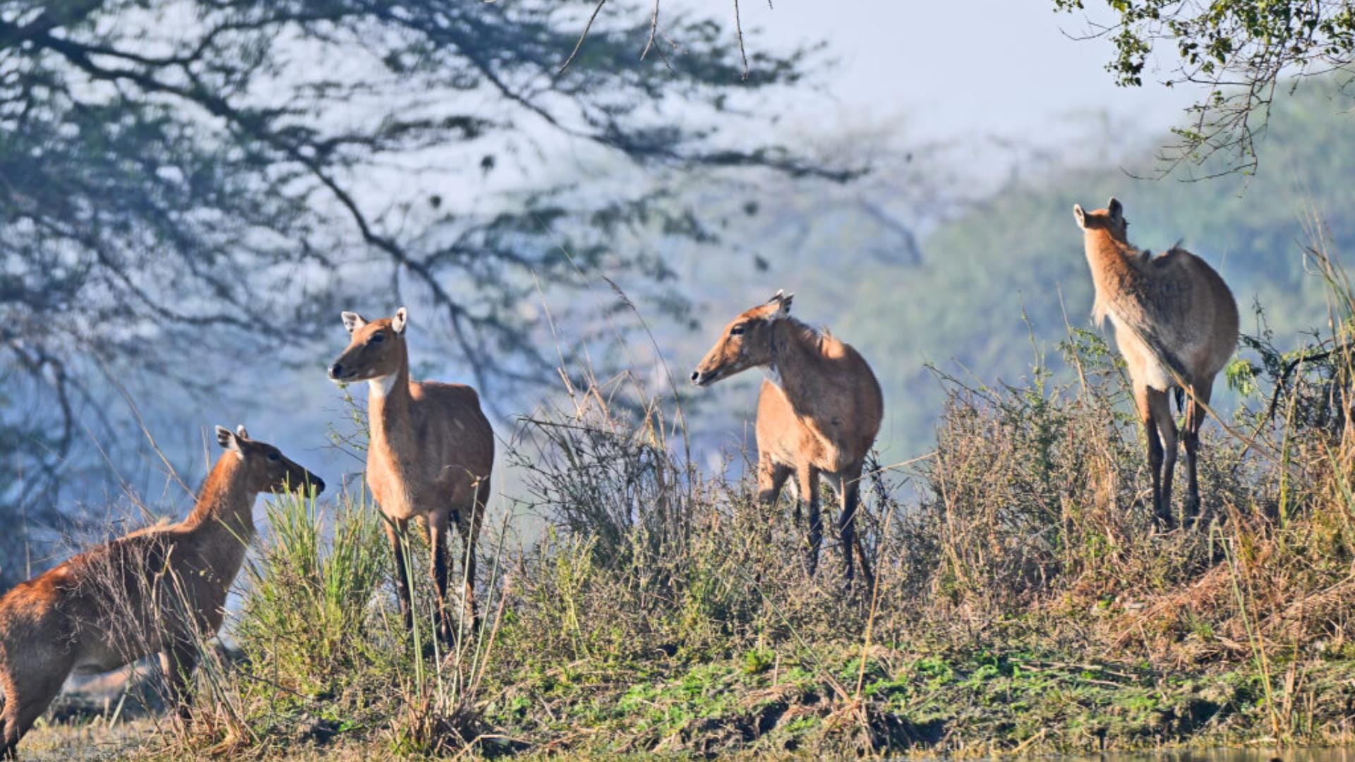 Nilgai Name Facts interesting Facts About Nilgai Know In Hindi