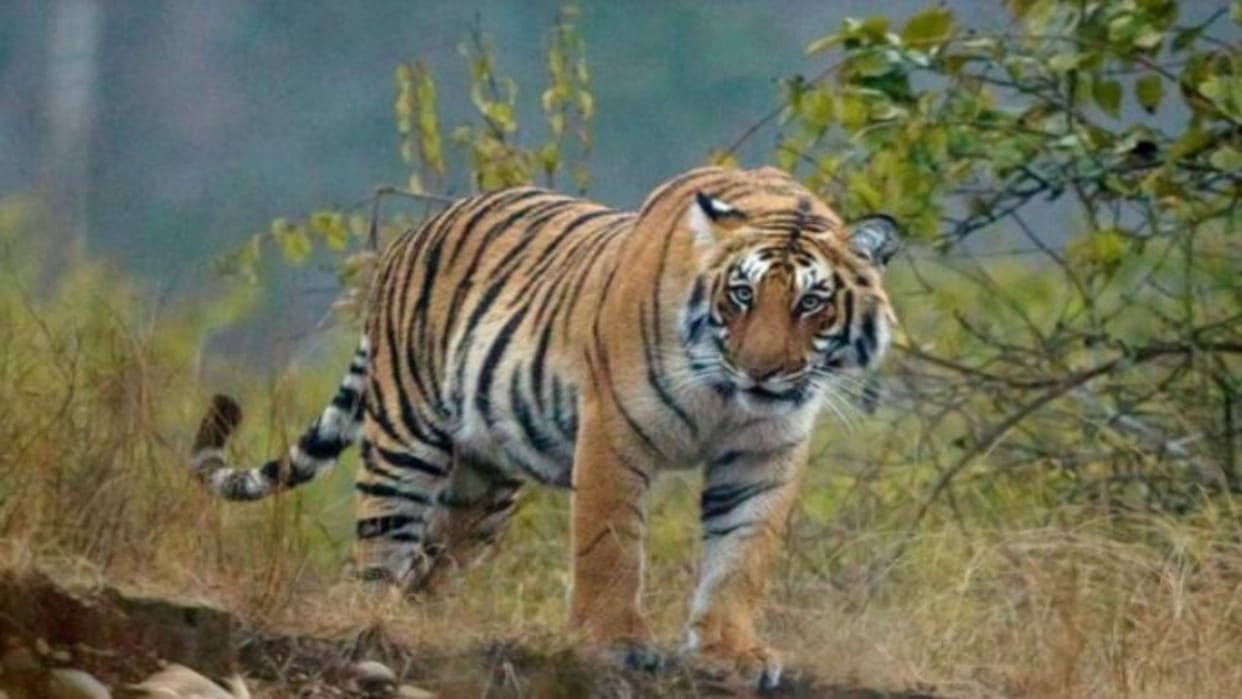 Rajasthan News: 9 Tigers to Be Relocated to Other States Amid Rising Inbreeding Risk Due to Growing Population