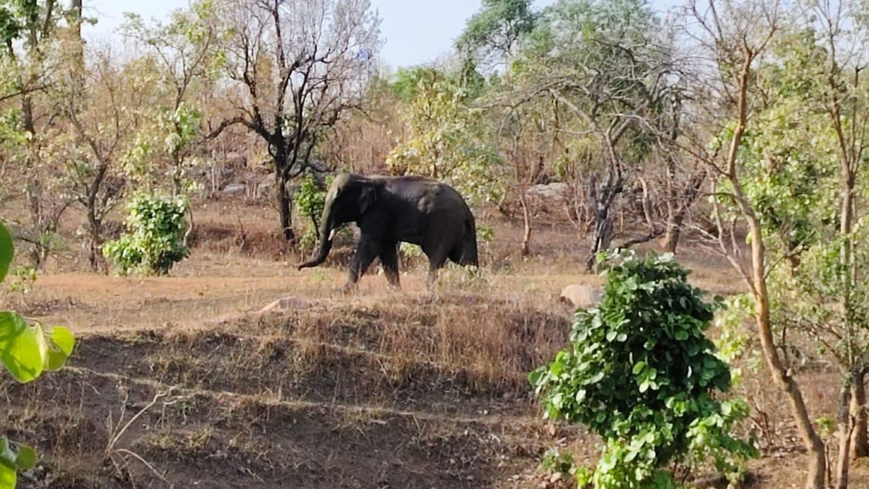 A young man died in an elephant attack in Pasan forest division Korba