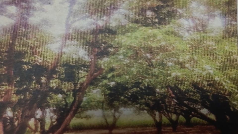 Chepa is harmful for mango