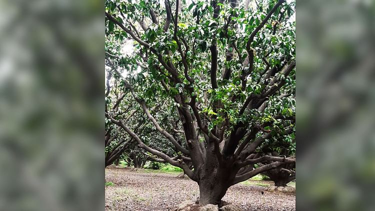 Delhi: स्मार्ट पेड़ और वृक्ष रोग विशेषज्ञ के साथ हर राज्य में बनेगा वृक्ष प्राधिकरण, हरियाली के लिए NGT सक्रिय