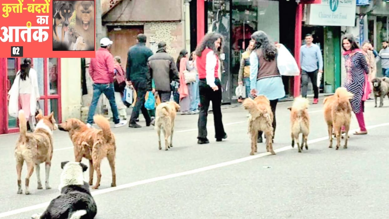 Dogs have become more aggressive than before, causing deep wounds, bit 2951 people in 16 months
