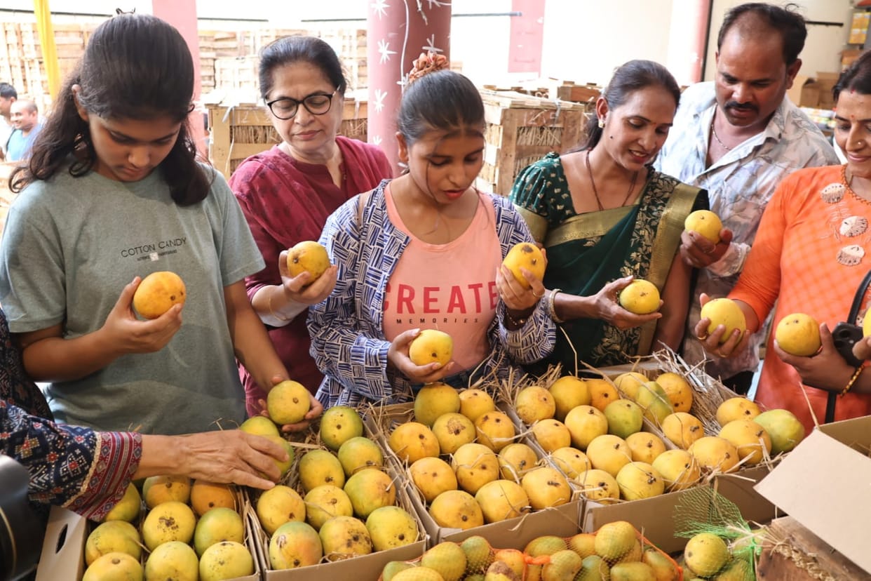 Indore: Indoris will be able to taste Konkan's Hapus mangoes, Mango Jatra from May 9
