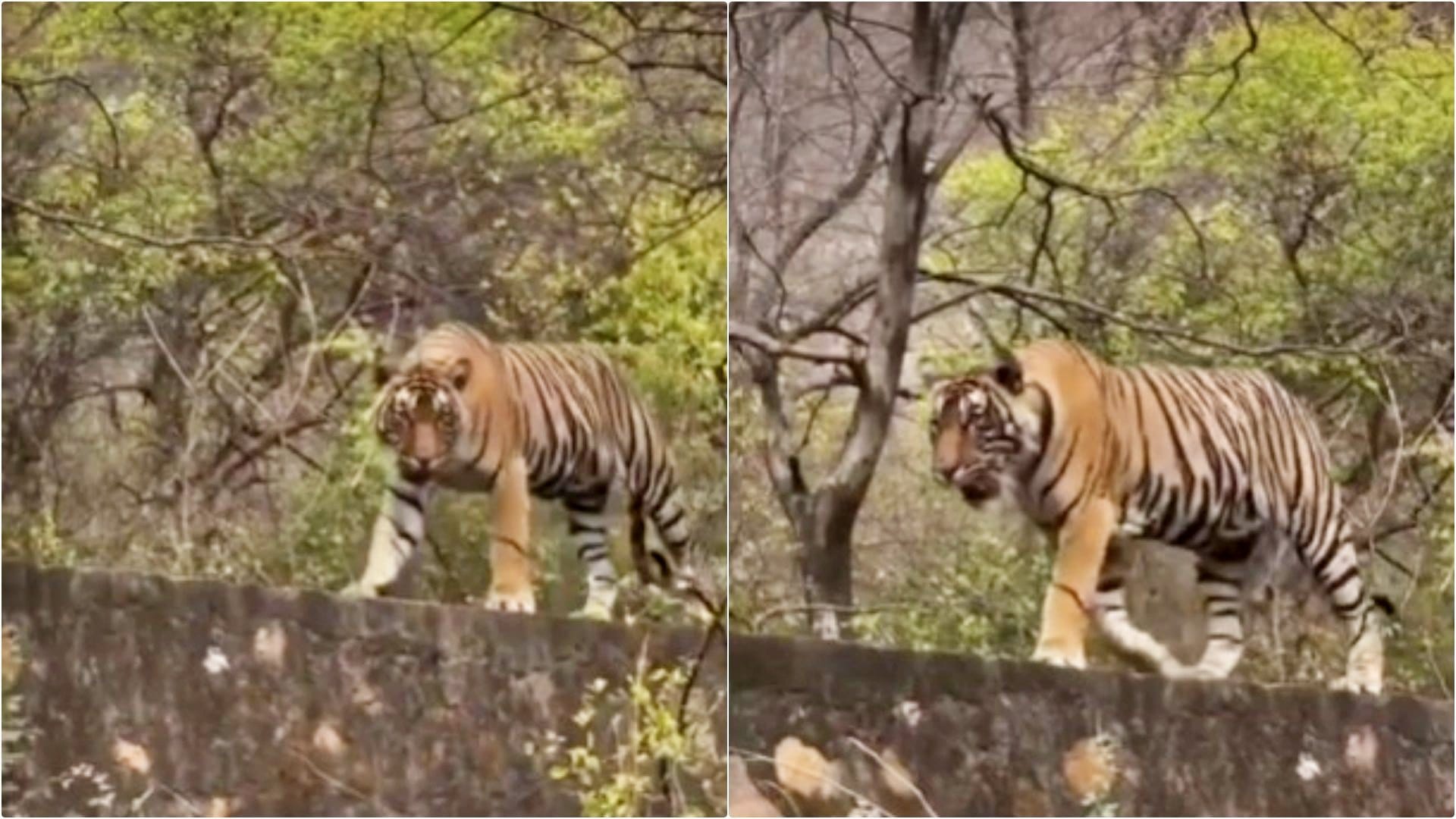 Sawai Madhopur: Tiger threatens again on Trinetra Ganesh temple road, safety concern of devotees still remains