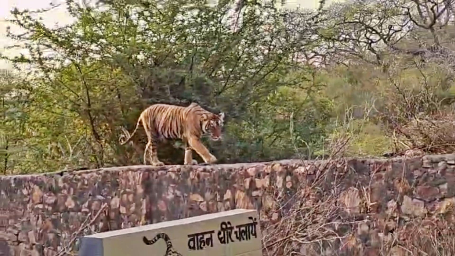 Sawai Madhopur: Tiger threatens again on Trinetra Ganesh temple road, safety concern of devotees still remains