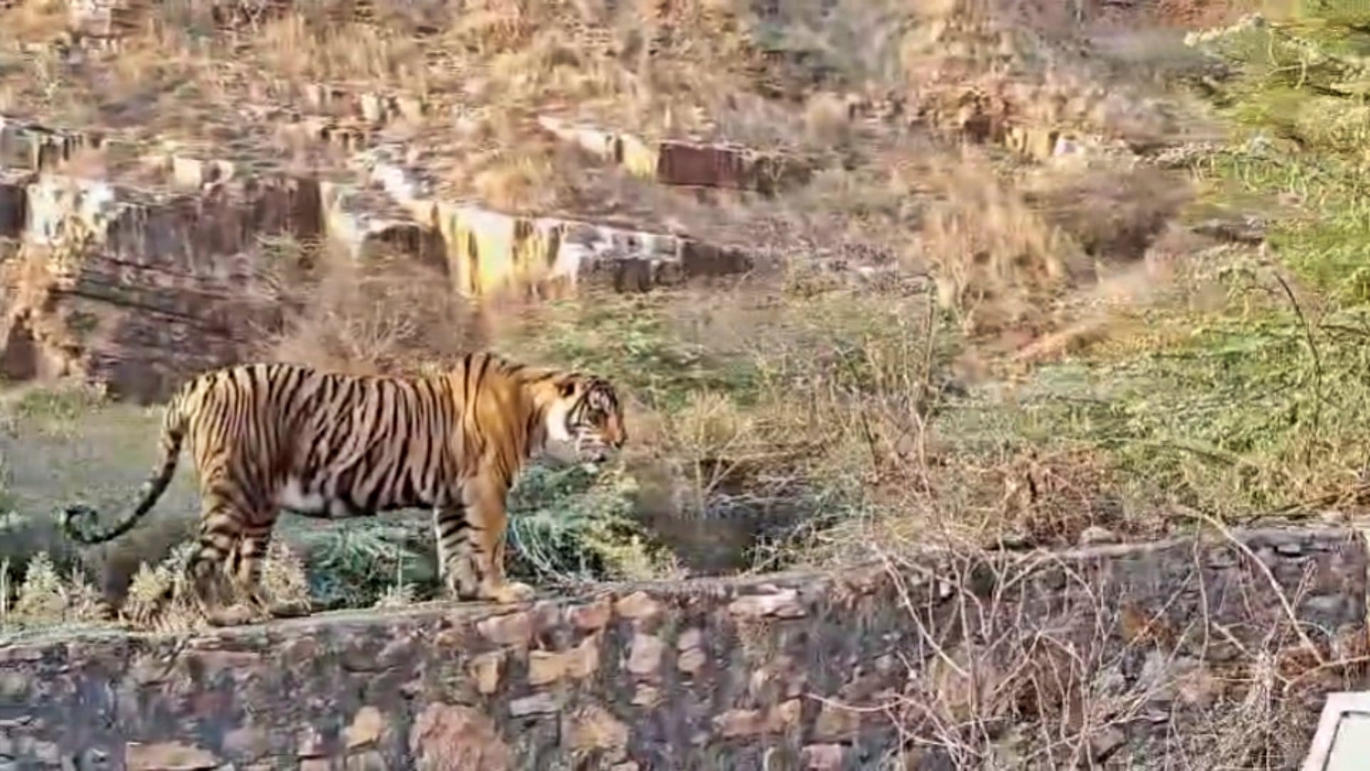 Sawai Madhopur: Tiger threatens again on Trinetra Ganesh temple road, safety concern of devotees still remains