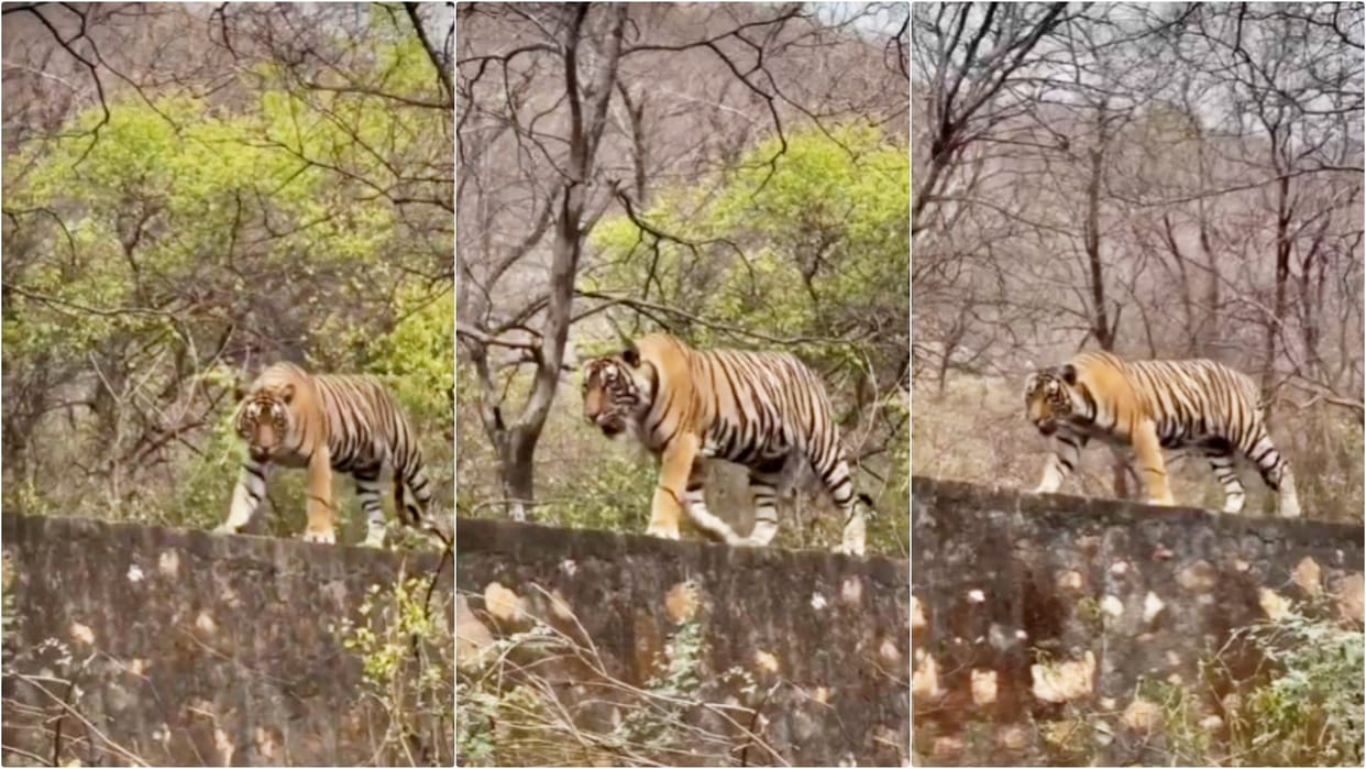 Sawai Madhopur: Tiger threatens again on Trinetra Ganesh temple road, safety concern of devotees still remains
