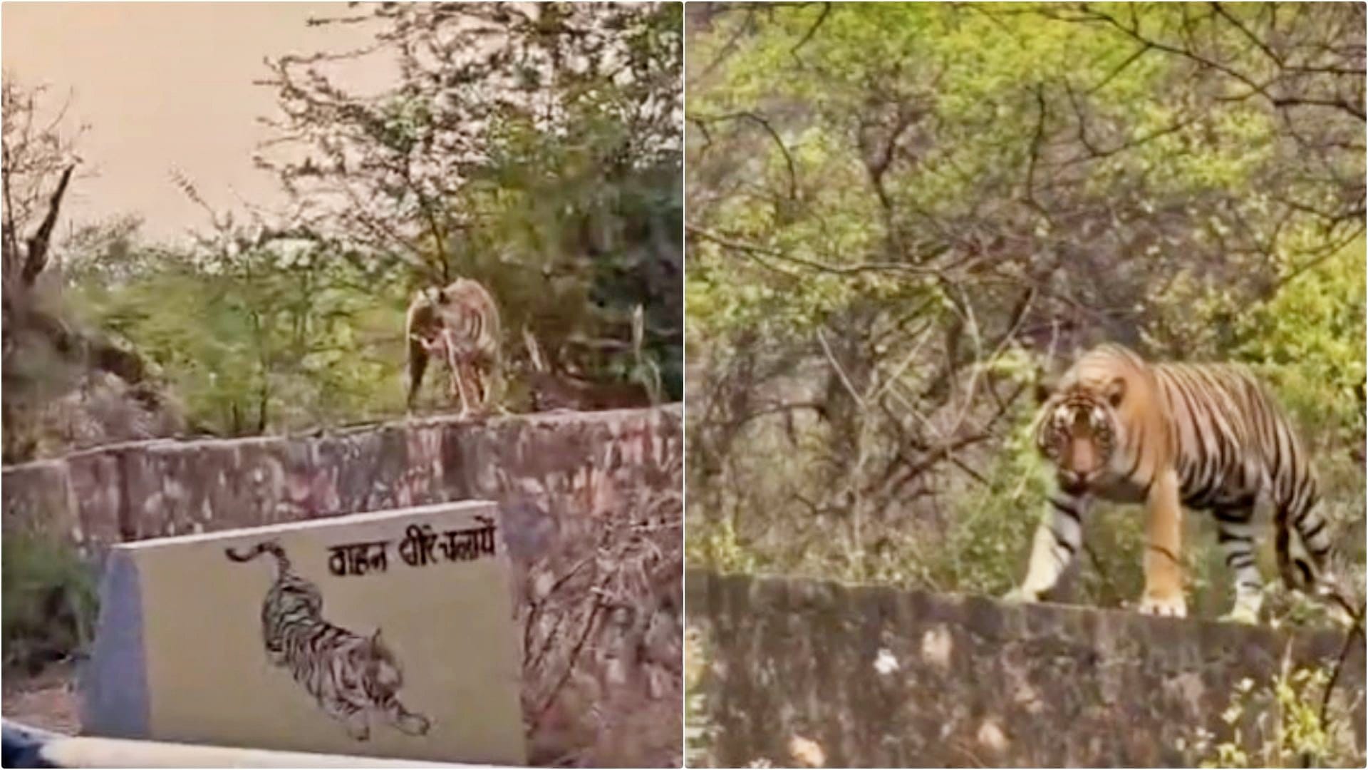 Sawai Madhopur: Tiger threatens again on Trinetra Ganesh temple road, safety concern of devotees still remains