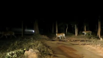 Three tigers seen together during night safari in Bandhavgarh Tiger Reserve