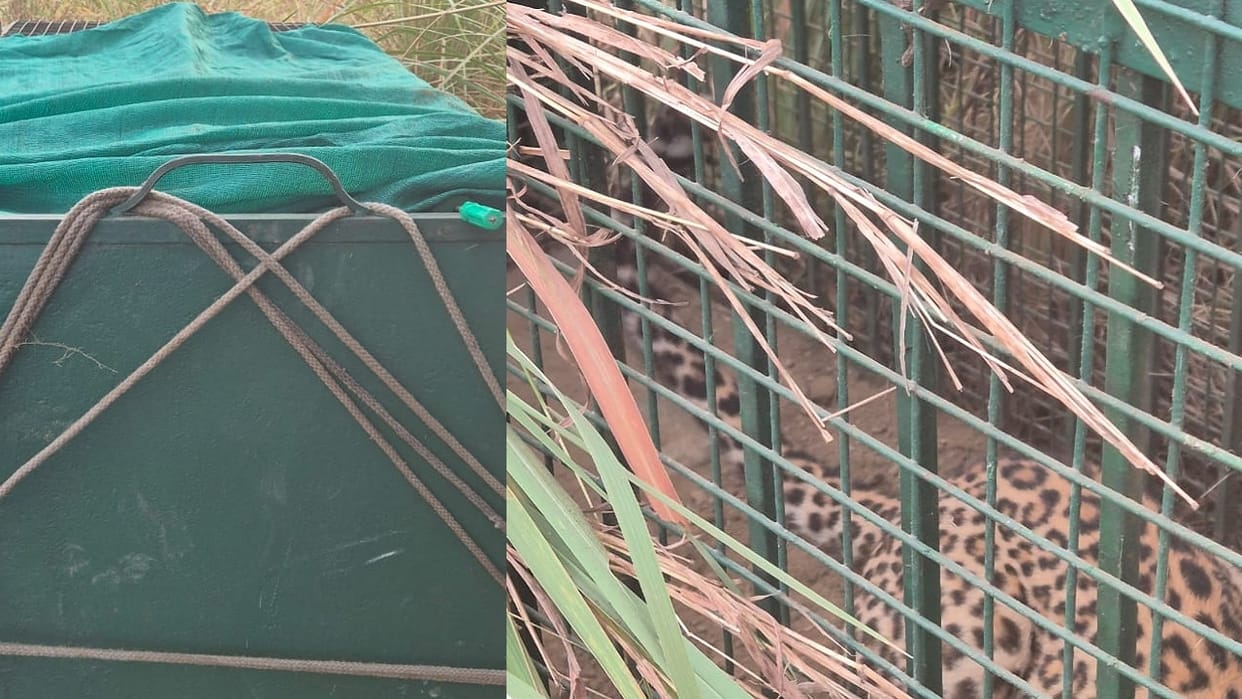 Leopard caught after 28 hours in Rohtak, will be released in Kalesar forest
