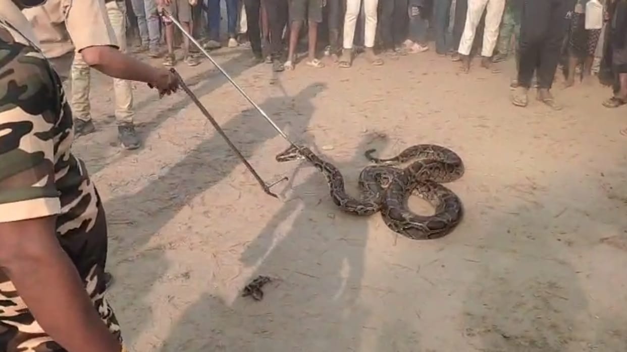 Bahraich: A giant python appeared in the populated area, rescue operation went on for half an hour.