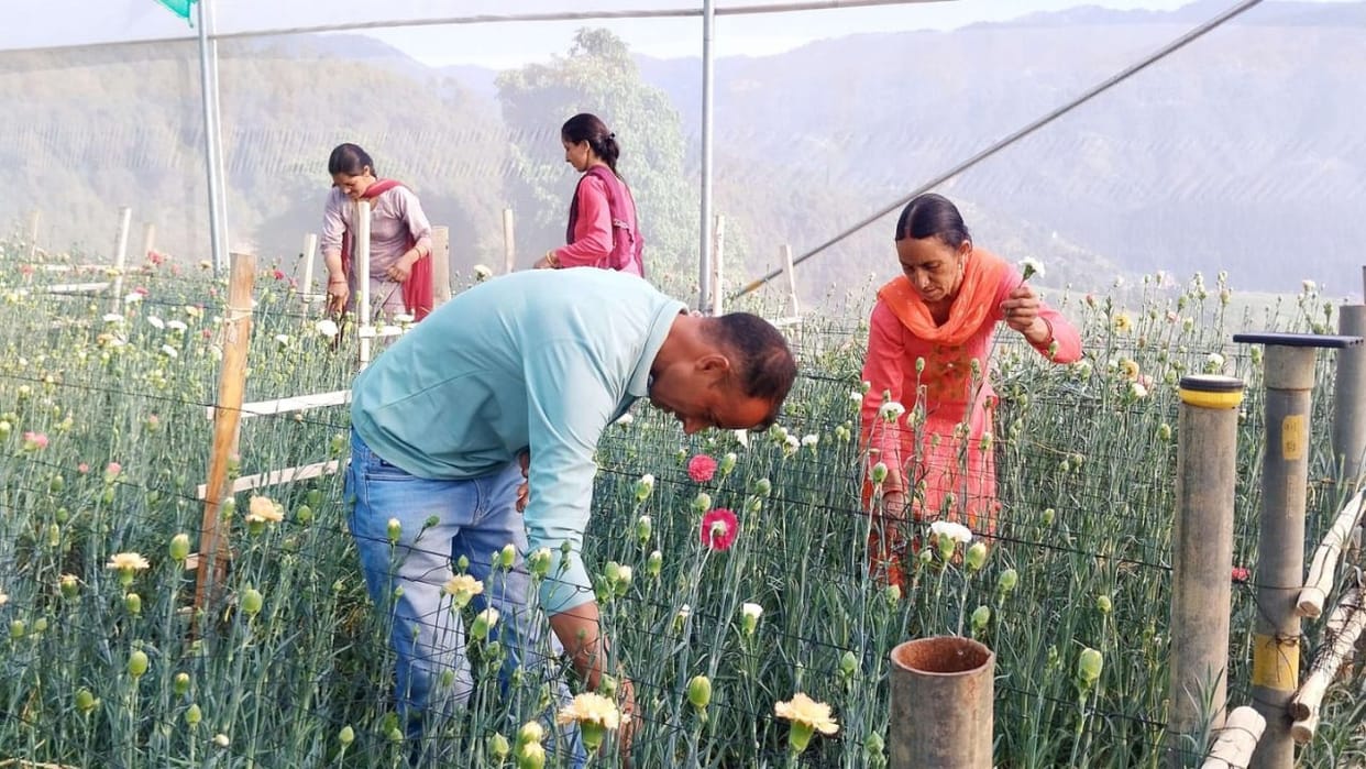 Himachal Mandi Instead of running after a job Bhag Chand chose the path of self-reliance by producing flowers