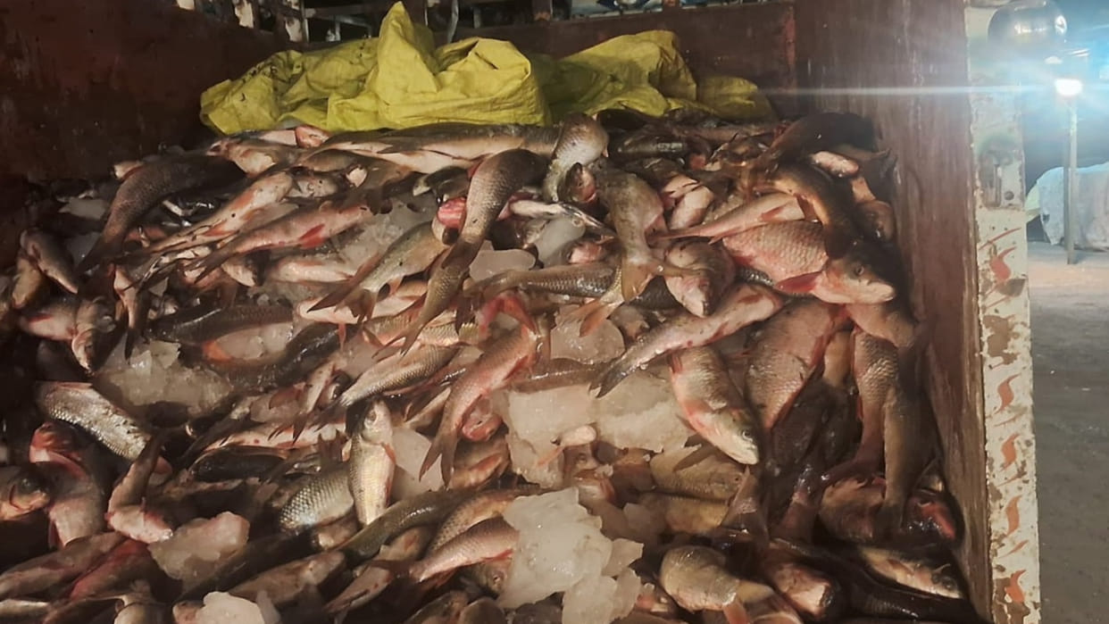 Investigation Formalin coated fish is harmful 30 quintals are consumed daily pay attention