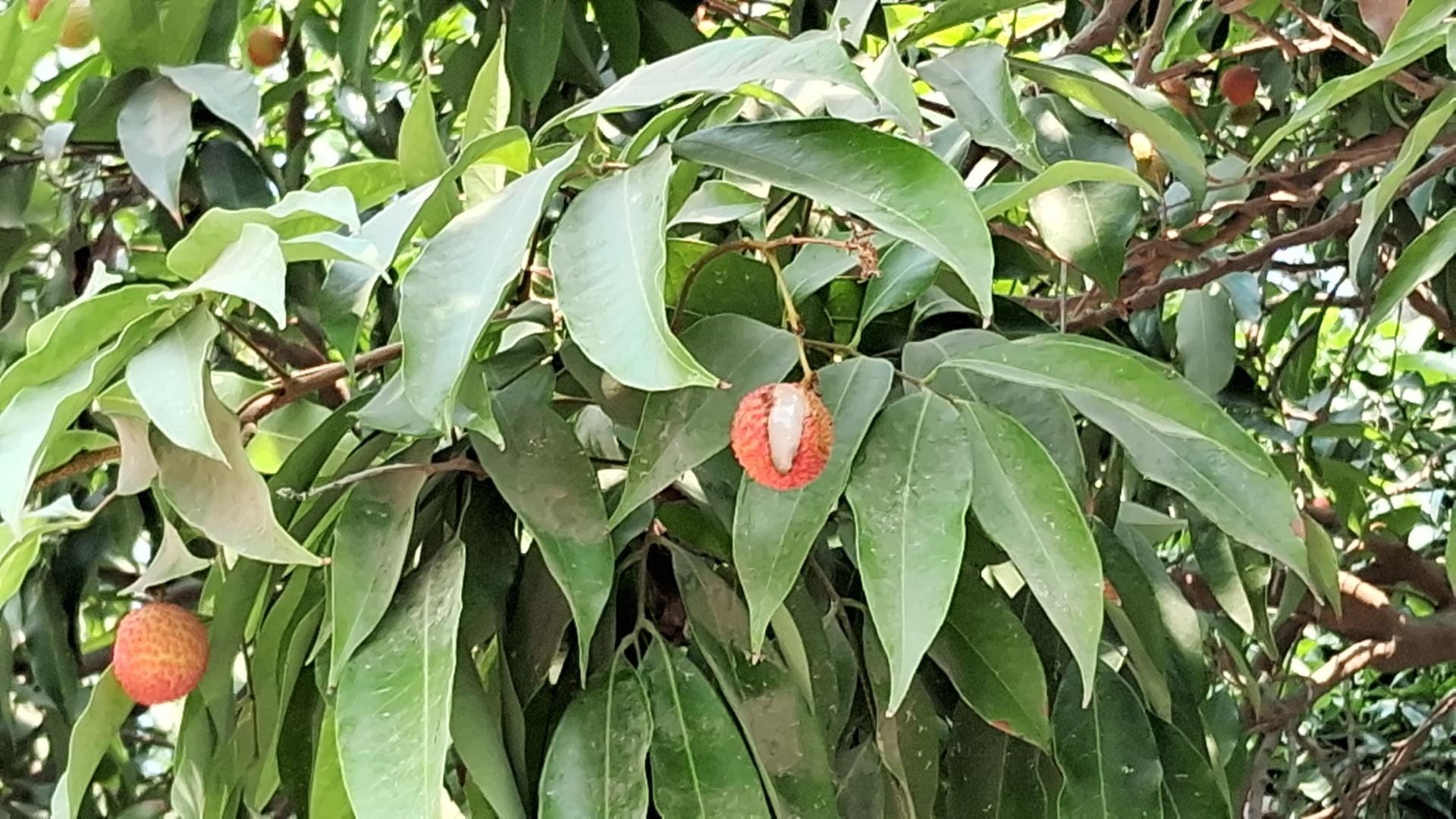 bihar news weather affects sweetness of shahi litchi farmers disappointed muzaffarpur