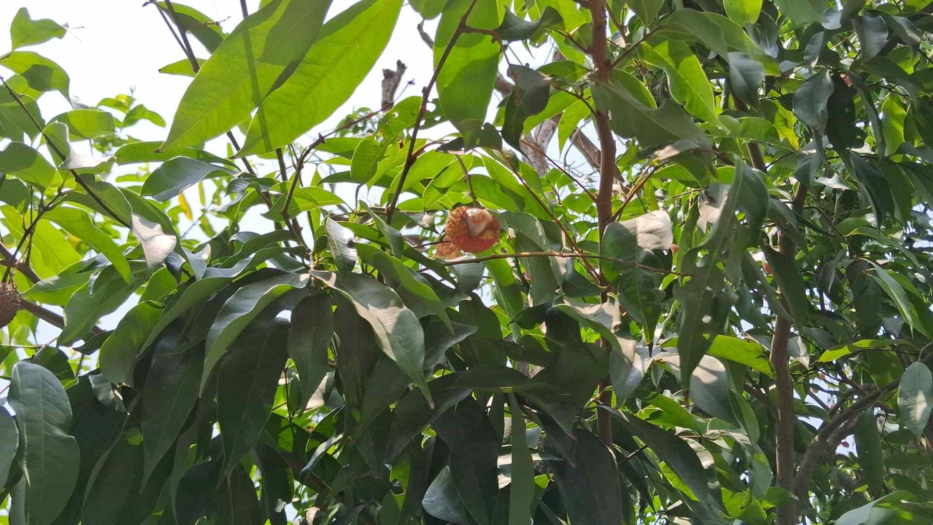 bihar news weather affects sweetness of shahi litchi farmers disappointed muzaffarpur