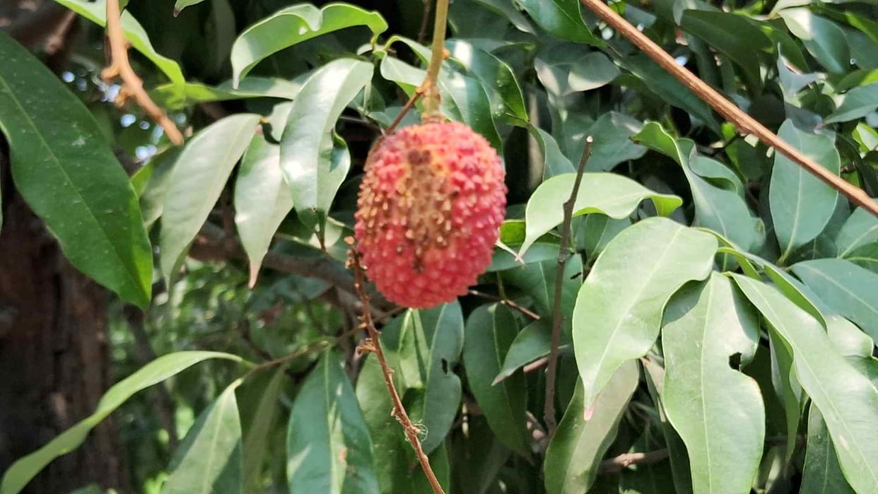 bihar news weather affects sweetness of shahi litchi farmers disappointed muzaffarpur