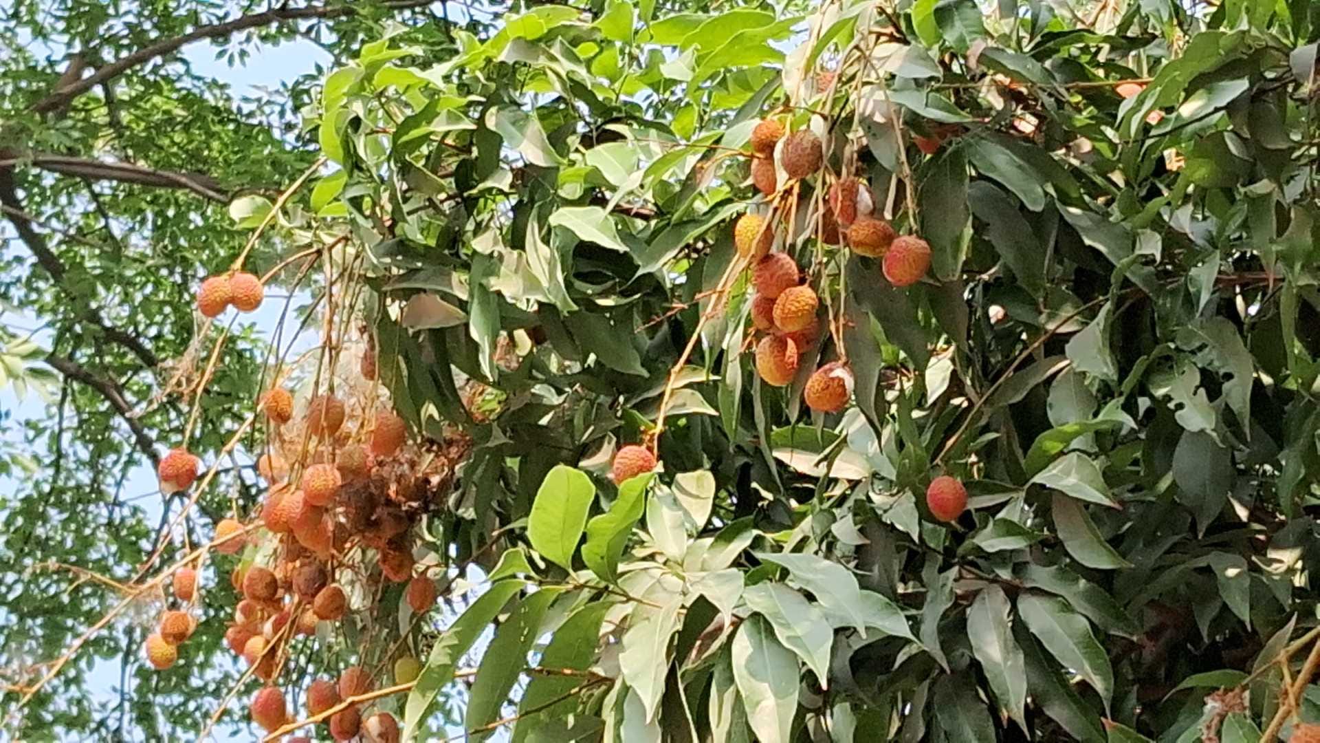 bihar news weather affects sweetness of shahi litchi farmers disappointed muzaffarpur