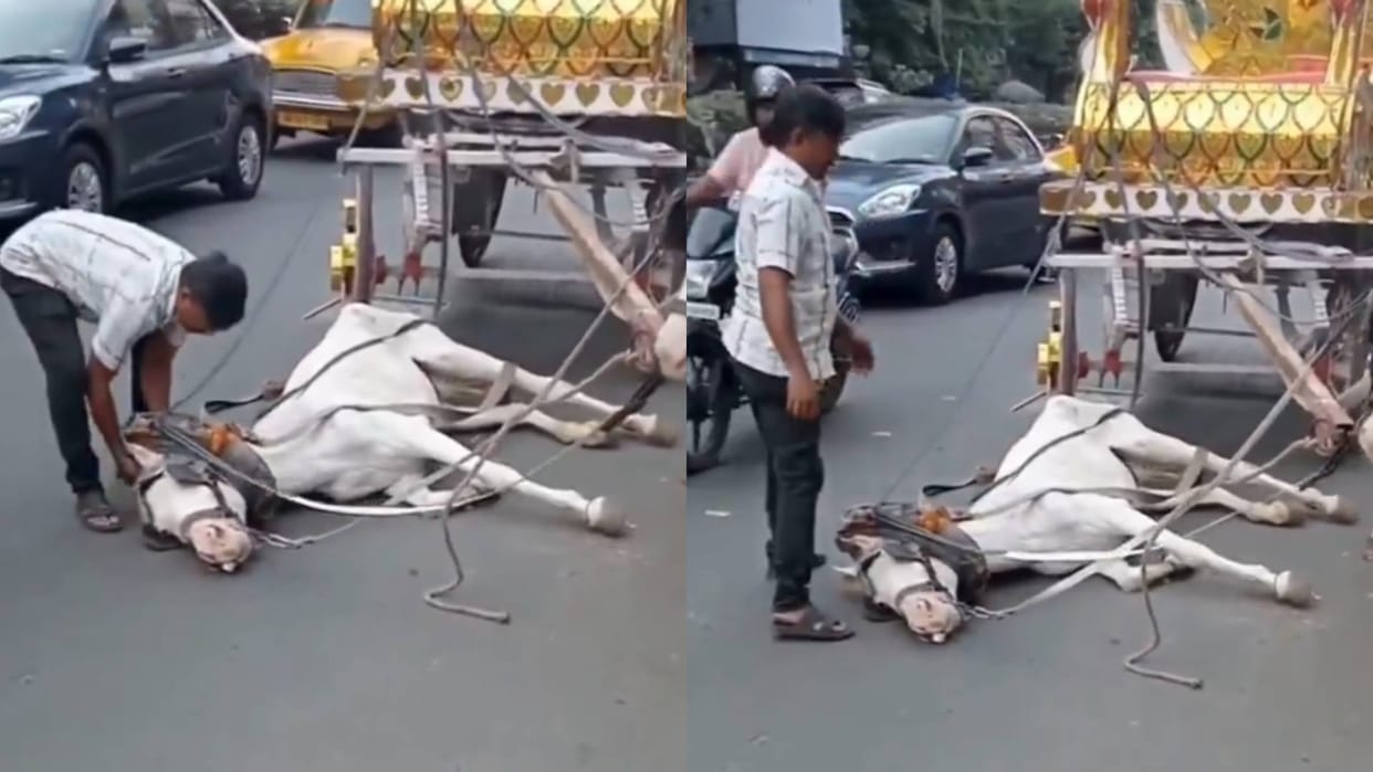 Horse fell on the road due to heat and hunger thirst owner rained slaps on it Video goes viral on Internet