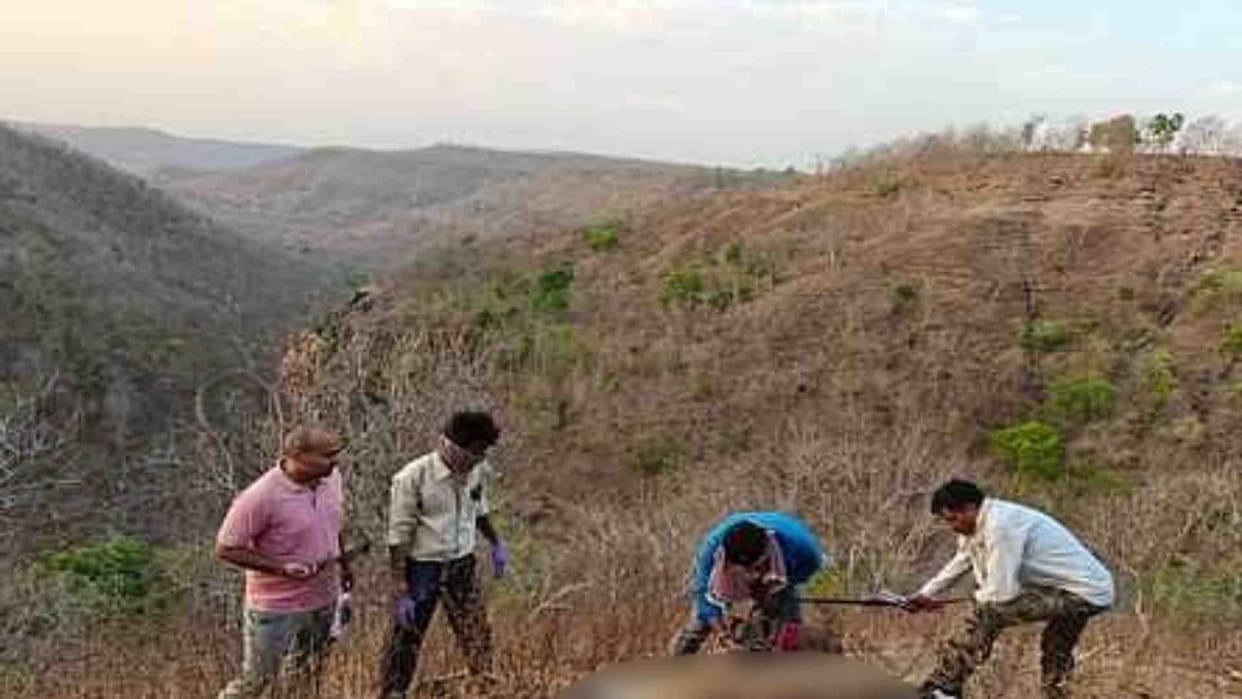 Burhanpur News: Female tigress found dead in Shahpur range, three cubs in her womb also died